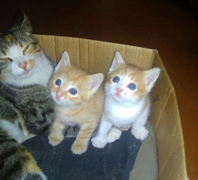 Фото взяла из интернета, у подруги не осталось уже.