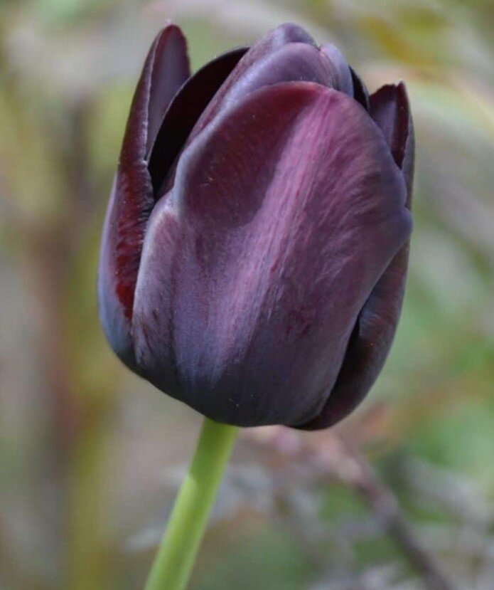 Цвет черный тюльпан. Тюльпан Королева ночи. Черный тюльпан Королева ночи. Черный тюльпан цветок.