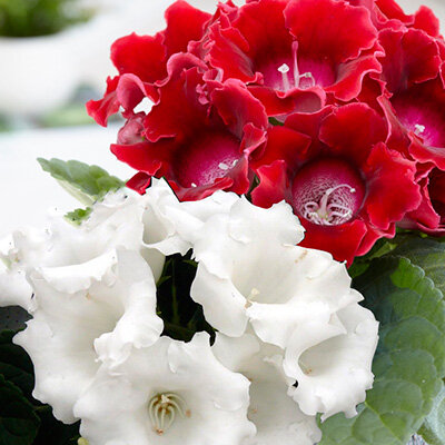 Глоксиния Жозефина