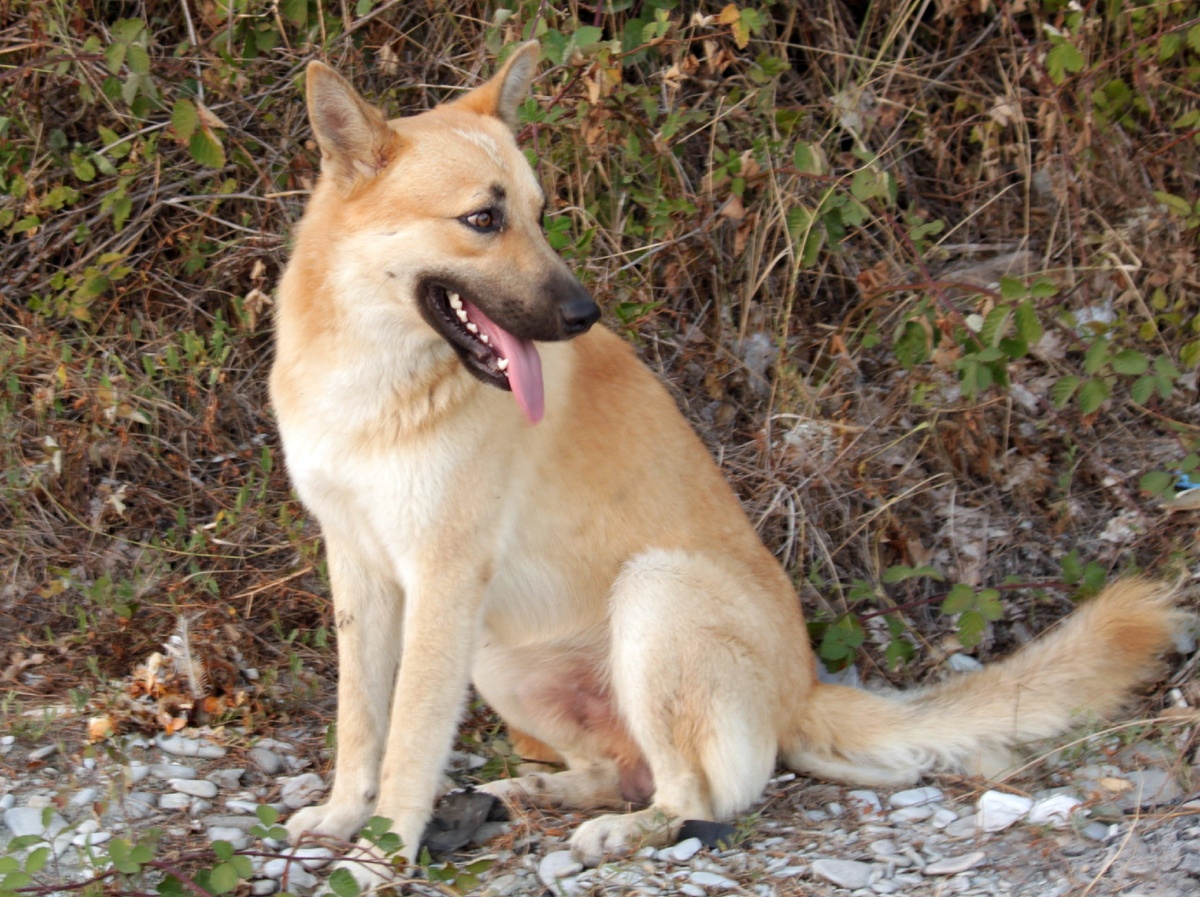 Пес Следит за котами которые едят по очереди