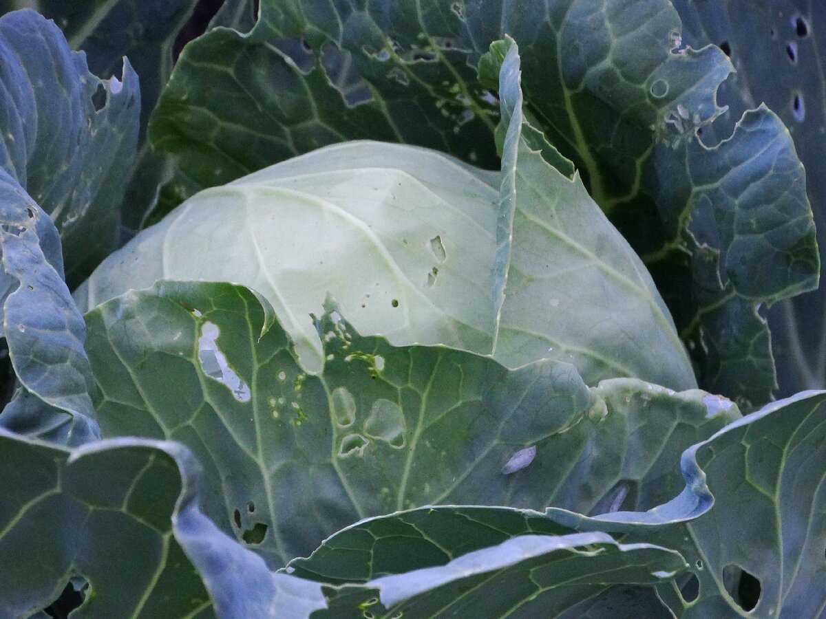 Поначалу капусту очень сильно подъели вредители. Но она выкарабкалась и дала неплохой урожай