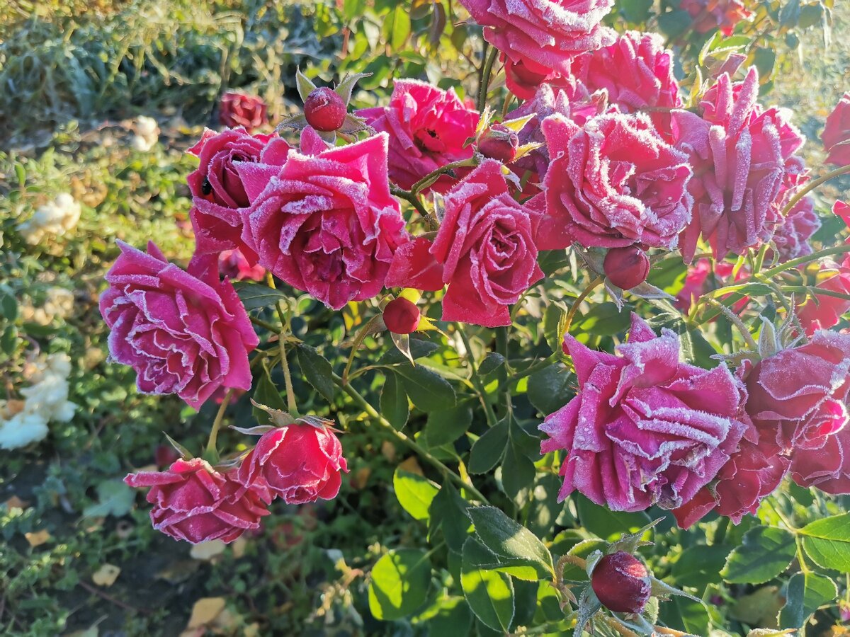 Эти розы выдерживают заморозки -6 и цветут дальше! Я в шоке!