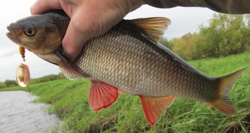 Ловля язя на спиннинг может разочаровать, а может превратиться в увлекательнейшую охоту. Традиционно язя ловят на поплавочную удочку или донку. Давайте разбираться в тонкостях...Зачем мы ловим язяЯзь – представитель семейств карповых. Длиной вырастает до 70 см, с весом 2-3 кг, но встречались и более крупные особи.Ловля язя. Места обитания, выбор места ловли, изображение №1Это пресноводная рыба, но может встречаться и в полупресной воде морских заливов устьев рек. Экземпляры отличаются серо-серебристым цветом тушки: с тёмной спиной и более светлым (до белого) брюшком, нижними плавниками от оранжевого до малинового цвета (в зависимости от места обитания).Блюда, приготовленные из язя, имеют ни с чем не сравнимый вкус (особенно горячего копчения) из-за уникальности соотношения аминокислот в составе мяса. Всё зависит от чистоты водоёма, в котором рыба была поймана.Места обитания и перспективные точки ловлиЯзь любит проточную чистую воду, спокойное течение и глубину, поэтому местами его обитания могут быть все реки и речушки с омутами, водохранилища, проточные озёра и пруды. Дно предпочитает песчаное или гальку мелких фракций, а также глинистое с небольшим слоем ила.Днём держится глубоких ям, собирается у опор мостов, затонувших коряг, больших камней. Особенно любит омуты ниже плотин и ямы ниже перекатов. Стоит у обрывистых берегов под нависшими над водой деревьями и кустами, собирая упавших в воду насекомых.После сильных дождей может кормиться около мутных стоков на границе с чистой водой.Активно питается в сумеречное время и ночью на отмелях, граничащих с перекатами. Можно поймать около самого берега днём, после сильных дождей.Предпочитает держаться стаями до достижения половой зрелости и в зимнее время. На глубоководье отдельные стаи могут собираться образуя колонии. Группы организуются по возрастному признаку: чем крупнее рыба, тем меньше её в стае.Рацион достаточно разнообразен. Пока рыба растёт, она кормится растениями, моллюсками, червями, насекомыми и их личинками. Достигнув веса в 350-400 грамм, включает в свой рацион мальков, мелкую рыбёшку, лягушек и др. Такие особи уже могут быть объектом спиннинговой ловли.