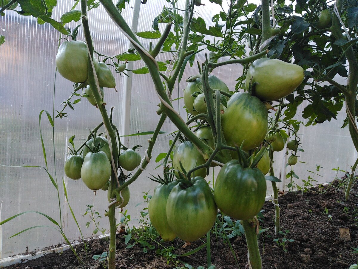 Каждый год выращиваю новые сорта, но этот томат - в тройке лидеров всегда