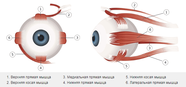 Мышцы глаза 