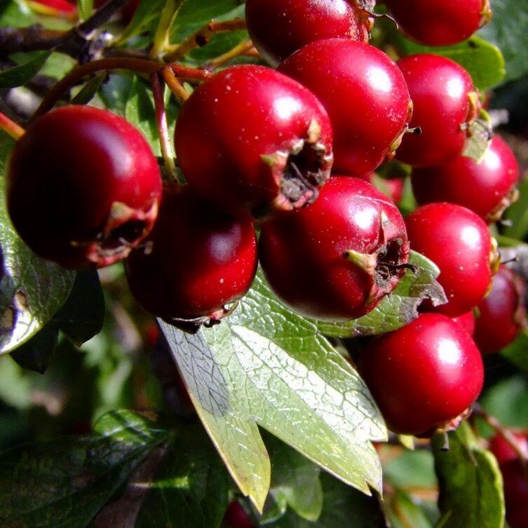 боярышник кроваво-красный