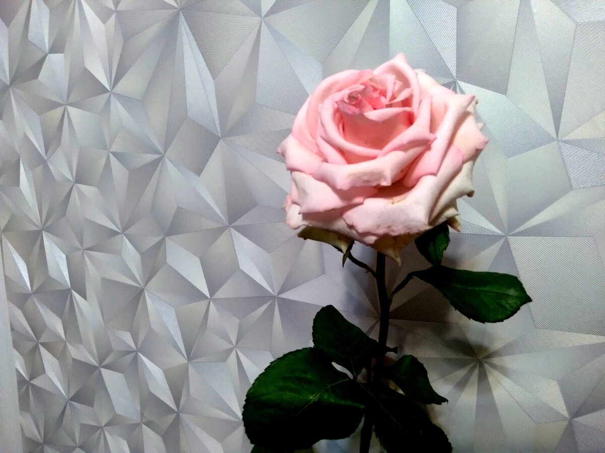 здесь она уже начала увядать, значит, самое время...