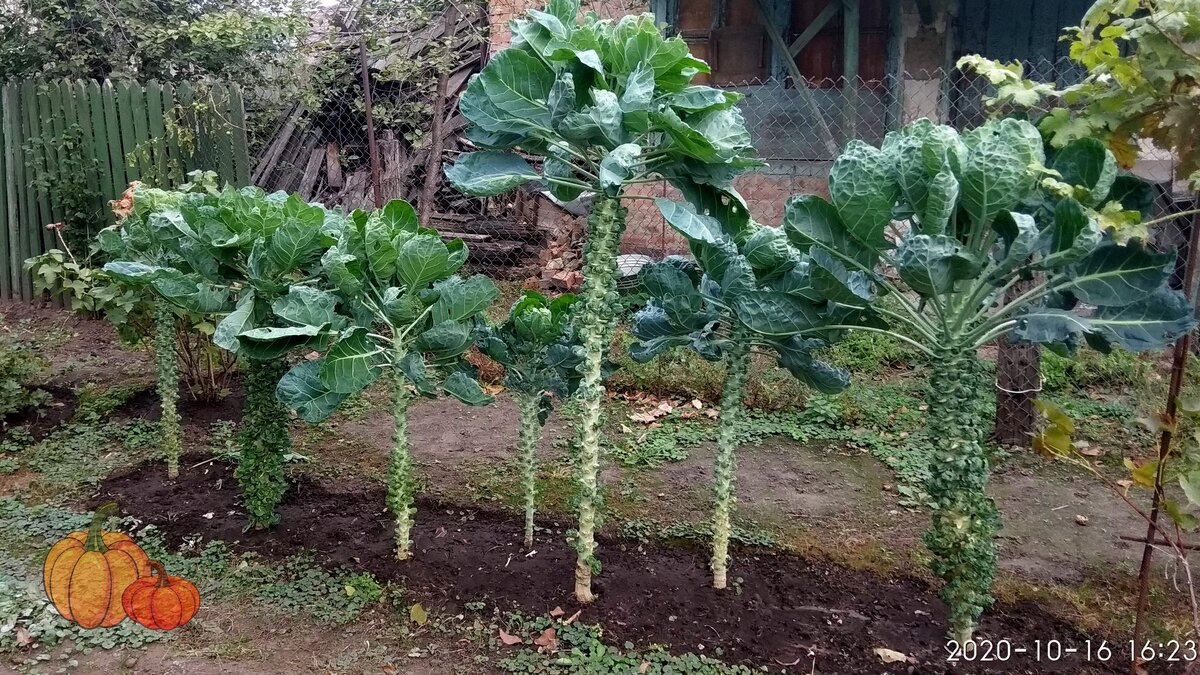 Пальмовая аллея из брюссельской капусты