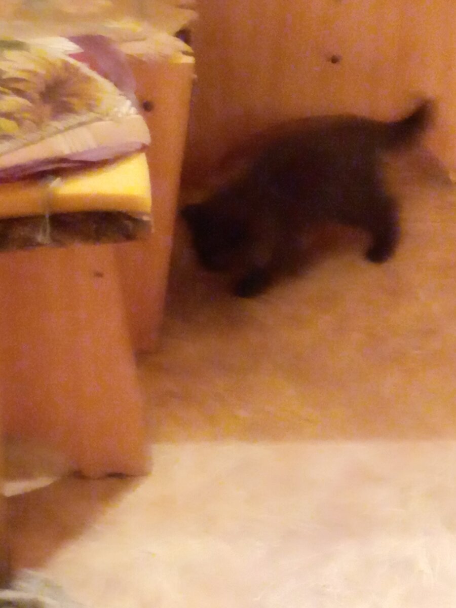 Котенок Пушок