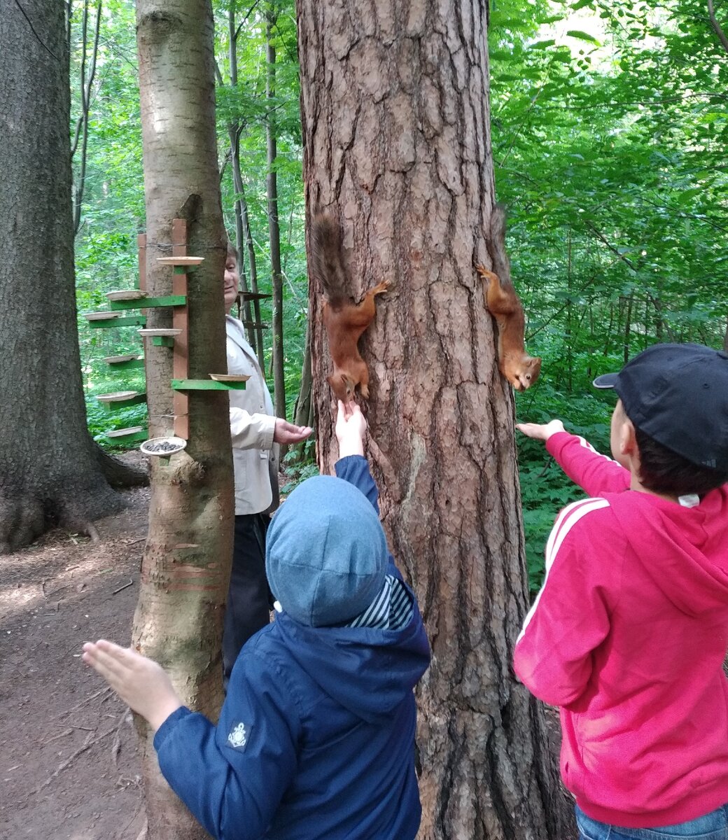 Вот они, рыжие бестии. У них и кормушки в парке специально оборудованы.