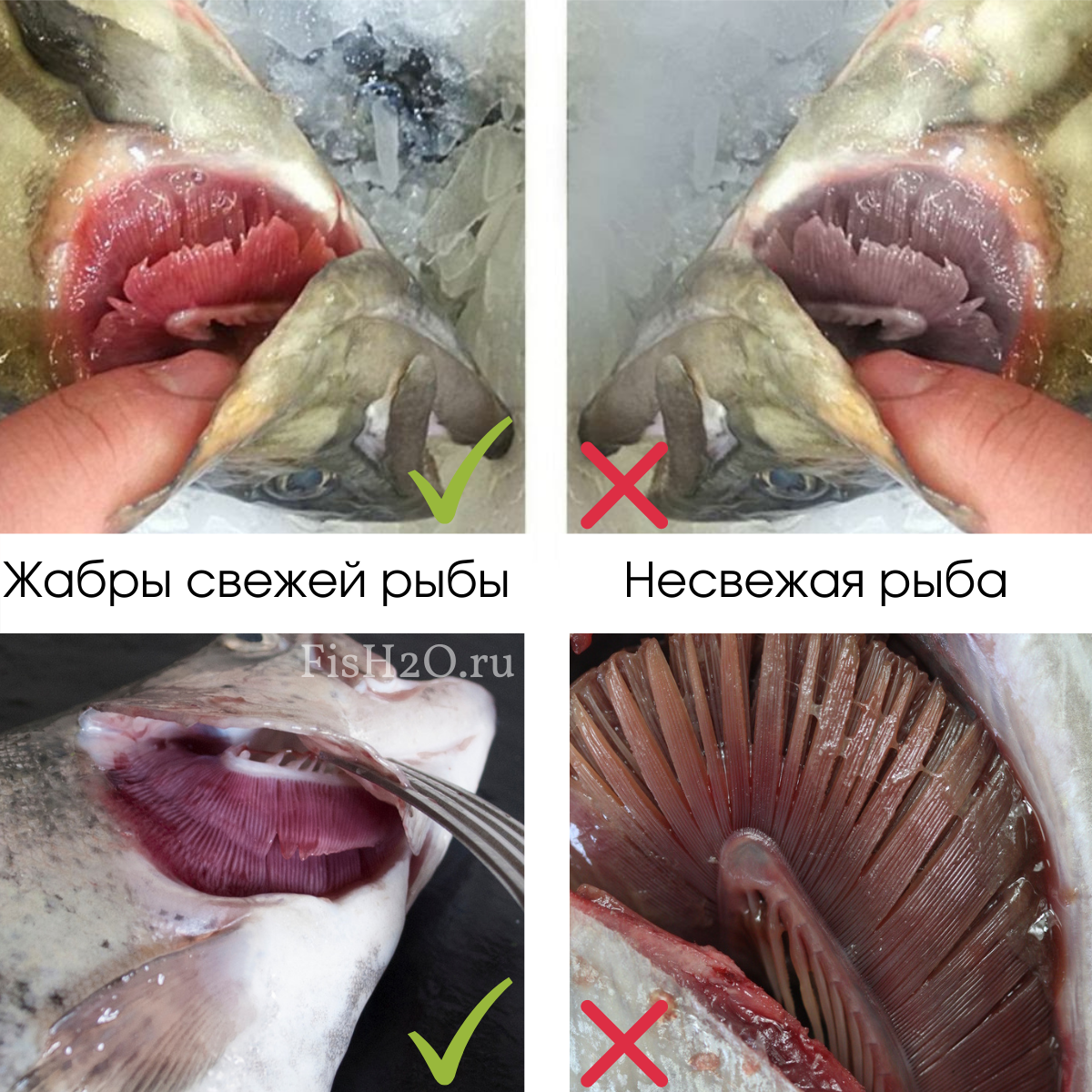 Как по жабрам определить свежесть рыбы | fish2o | производитель премиум  лосося | Дзен