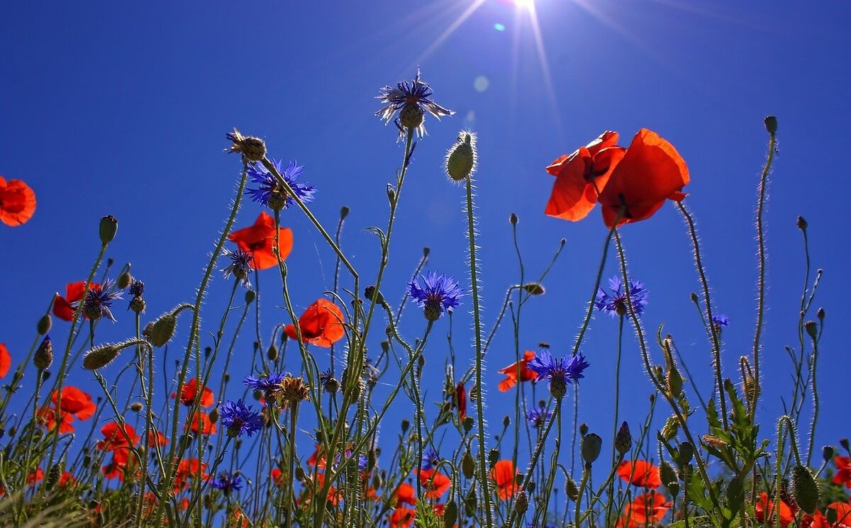 Фото: pixabay.com