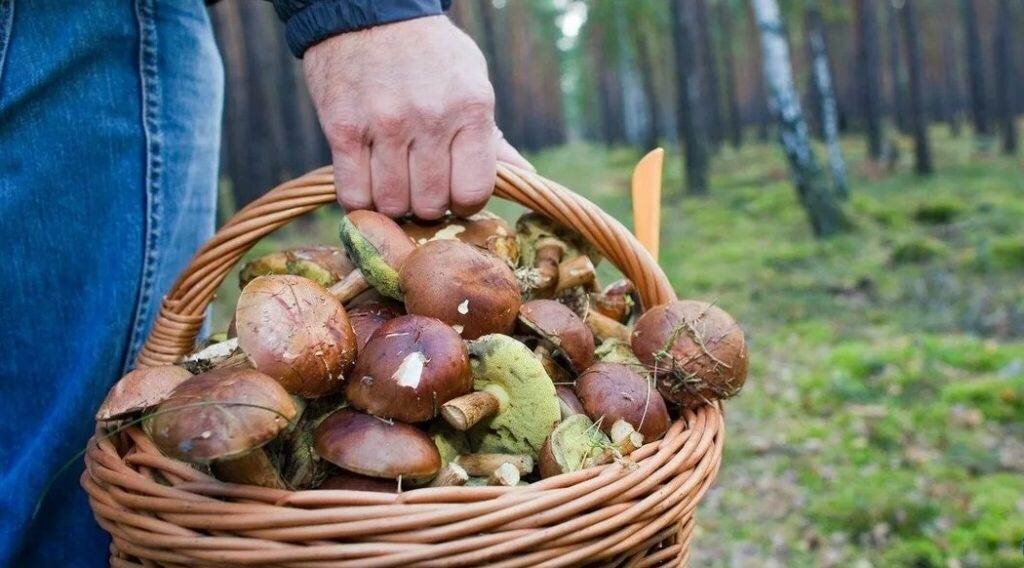 Если ходить в поисках даров леса и ничего не найти, то сновидец потерял ловкость решения проблем в реальной жизни. Это способно негативно повлиять на качество работы, отношения в семье. Необходимо на вещи смотреть проще, научиться замечать и ценить людей, которые желают добра.