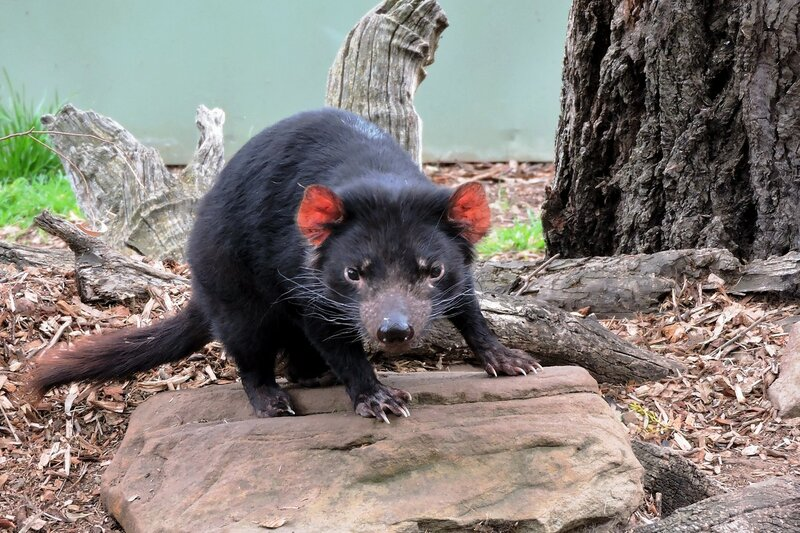 Где обитают дьяволы. Австралия место дьявола.