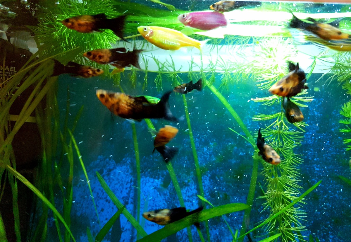 Домашний аквариум