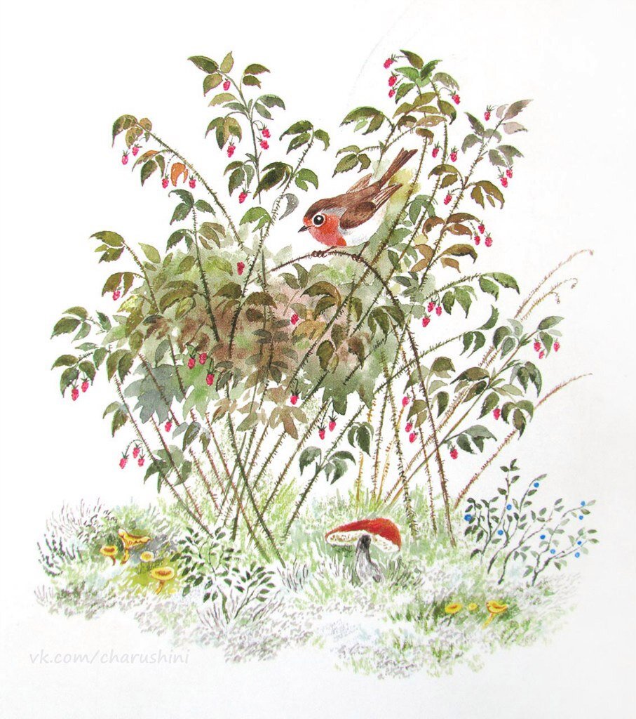 «Приключения медвежонка», автор и иллюстратор Наталья Никитична Чарушина-Капустина («Акварель», 2013)