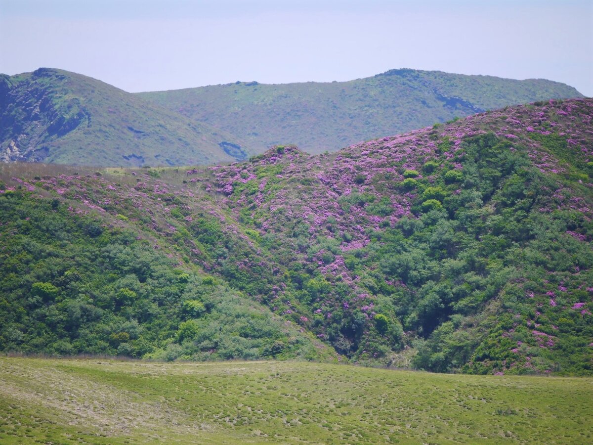 Национальный парк Aso-Kudju в мае. В горах цветет азалия