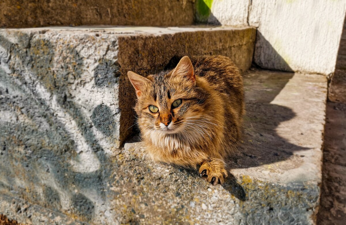 Уличный кот, который целыми днями смотрит в бескрайнюю морскую даль