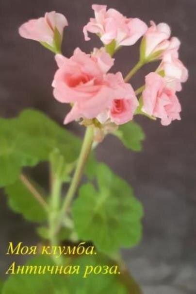 Авторское фото. Моя  Античная роза  (  Grainger's Antique Rose ) 