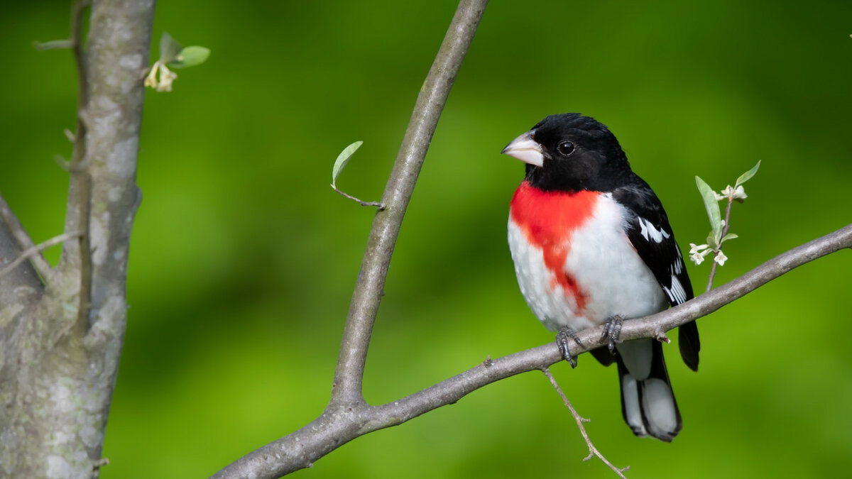 Если на дерево практически рядом с вами присел снегирь или стая снегирей - в ближайшее время вас ожидают только положительные эмоции и хорошие события