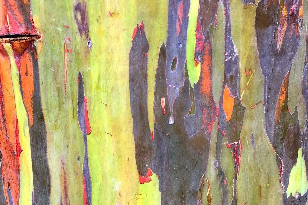 Кора радужного эвкалипта