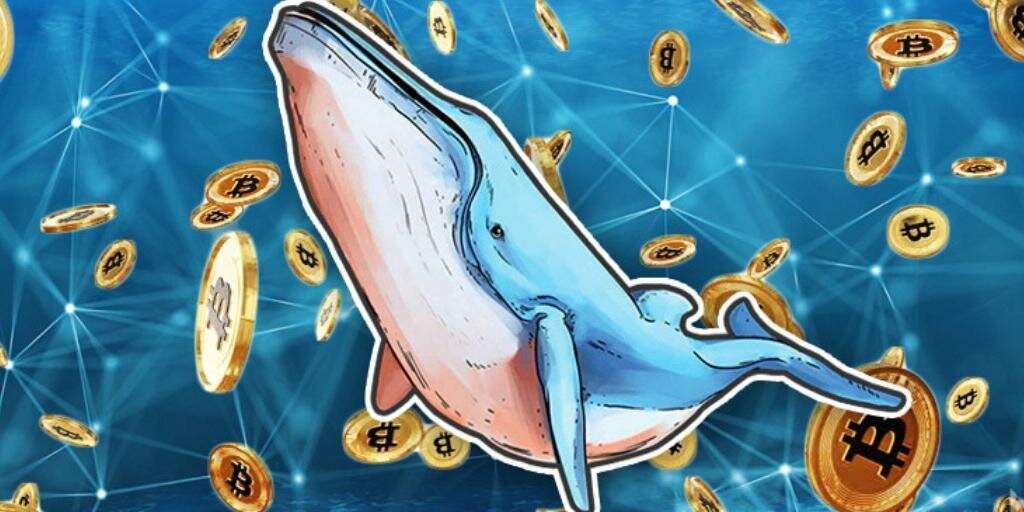 Crypto whale кто это. Крипто кит. Кит биткойн. Киты криптовалюты. Киты в трейдинге.