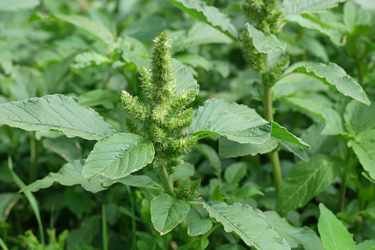 Про сорняки. Щирица запрокинутая Amaranthus retroflexus. Лебеда щирица. Амарант сорняк щирица. Амарант запрокинутый щирица обыкновенная.