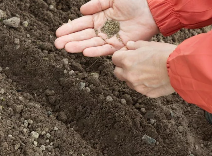 Почва посев семян. Лук севок посадка. Посадка семян в грунт. Посев семян в открытом грунте. Сразу в открытый грунт.