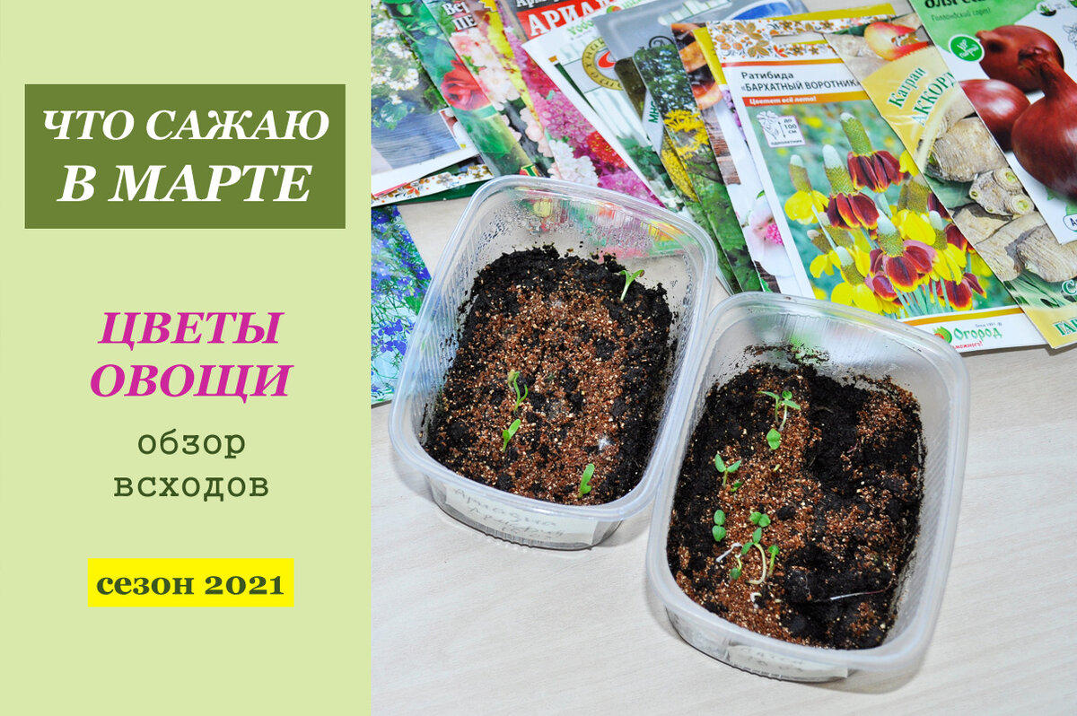 что посеять в марте