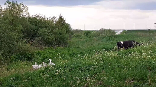 Моя жизнь в курской деревне дзен