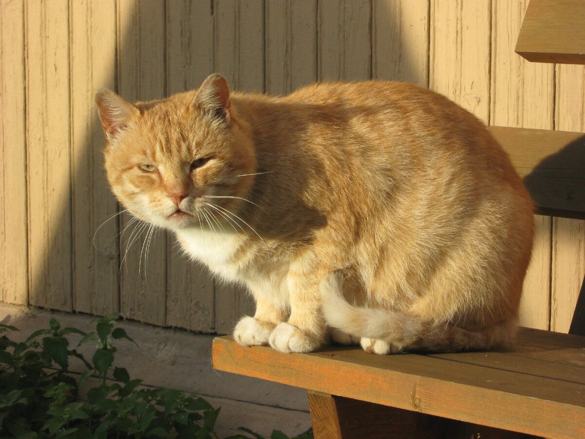 Это Рыжик. Диван и шторы были для него не интересны, но палас драть любил. Фото автора.