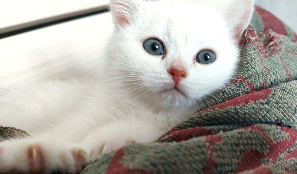 Белый котенок нашел дом. Как назвать белого кота | Есть время под луной |  Дзен