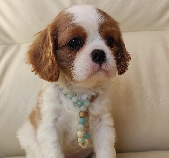 Кавалер Кинг Чарльз спаниель без крапа