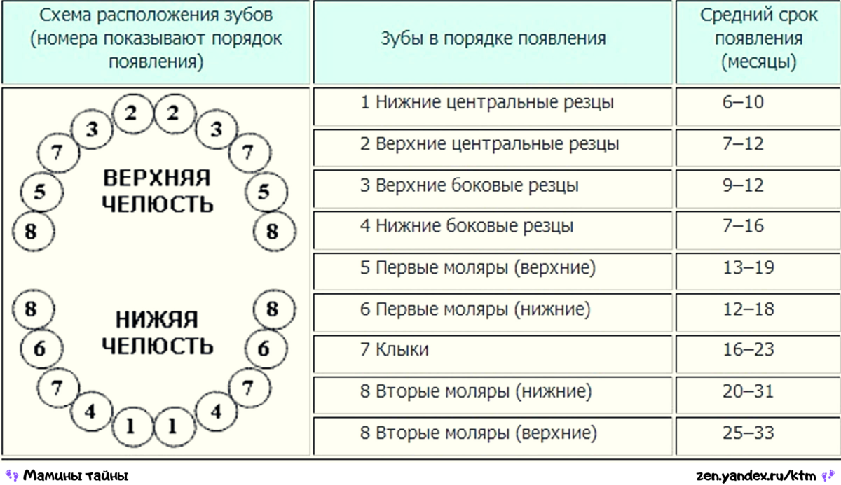 Зубы детей сколько месяцев. Схема молочных зубов у детей сроки. Сроки прорезывания молочных зубов у детей таблица. Зубы у детей сроки прорезывания молочных зубов. Молочные зубы схема прорезывания по возрасту.