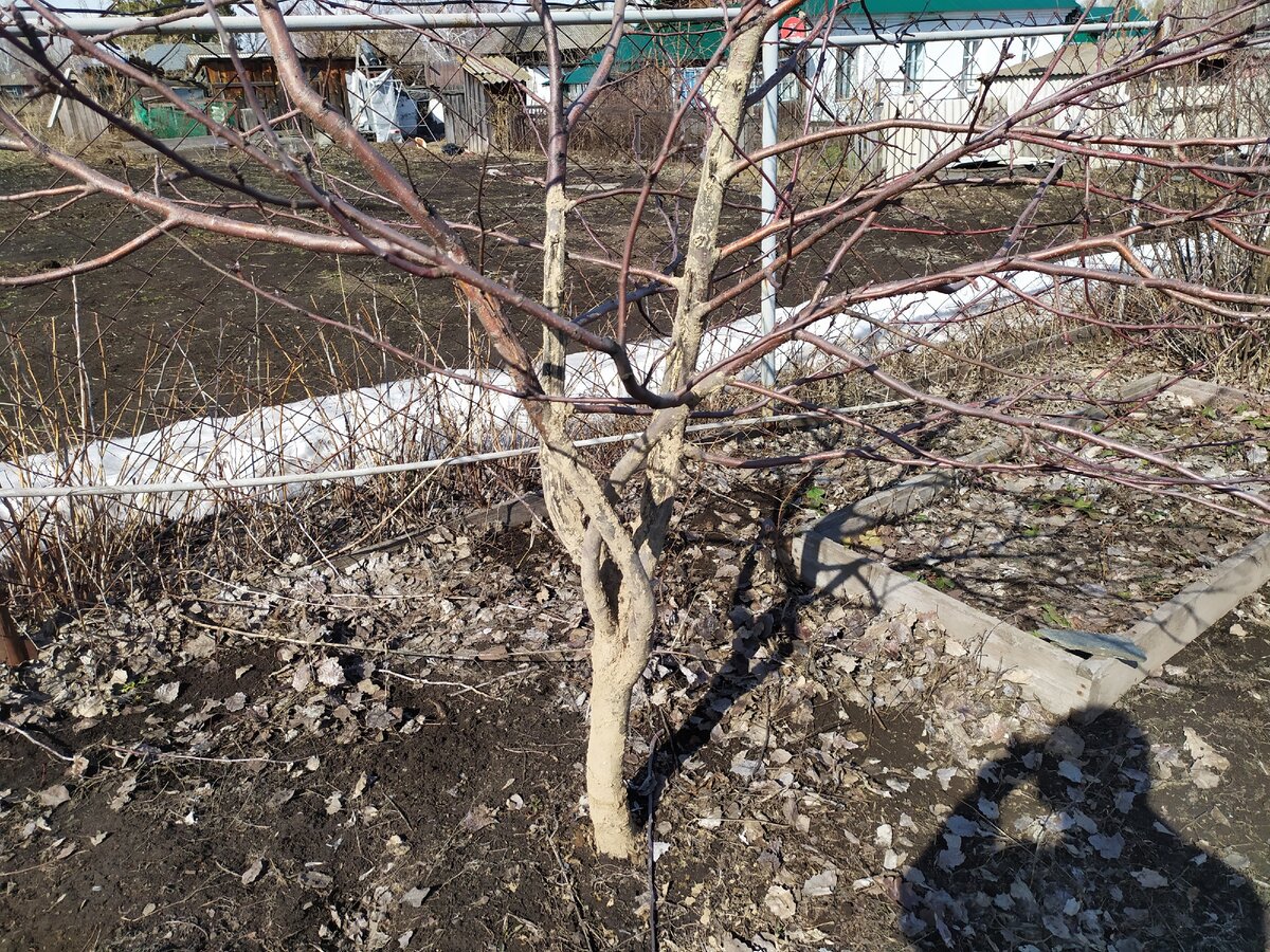 Яблоня со стволом, защищённым от мышей составом из глины, коровяка и отвара жгучего перца. Фото автора.