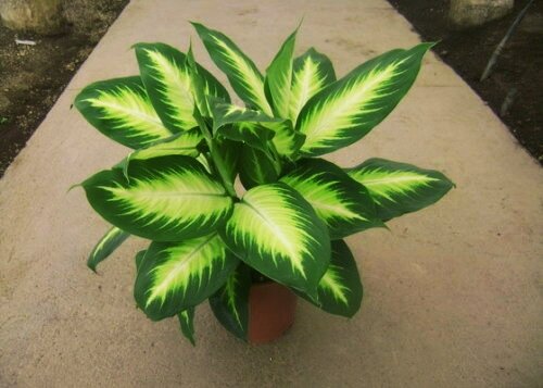 Диффенбахия