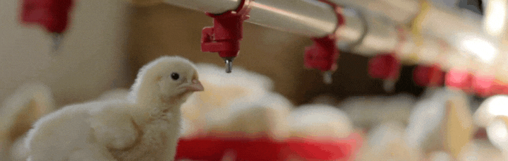 Ниппельные поилки на 360°