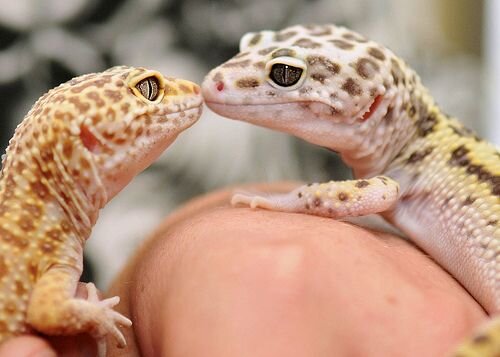 Источник:https://www.pinterest.ru/pin/406872147561262730/