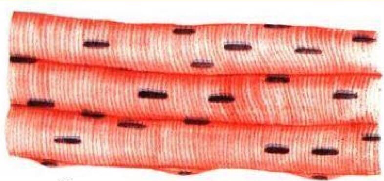 Поперечно-полосатая скелетная ткань или то, как её рисуют