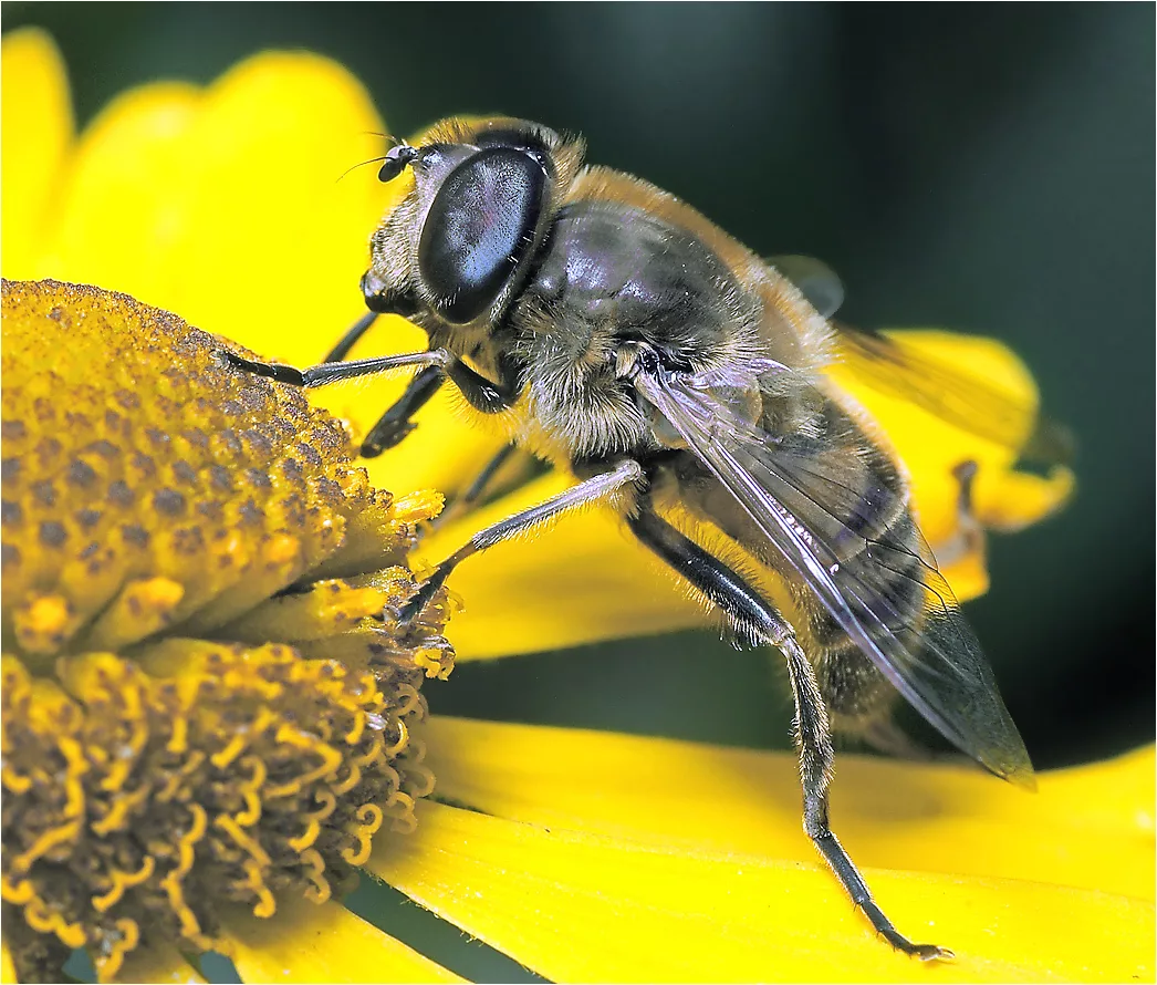 Журчалка пчеловидка. Пчеловидная Муха. Муха журчалка Ильница. Eristalis Tenax.