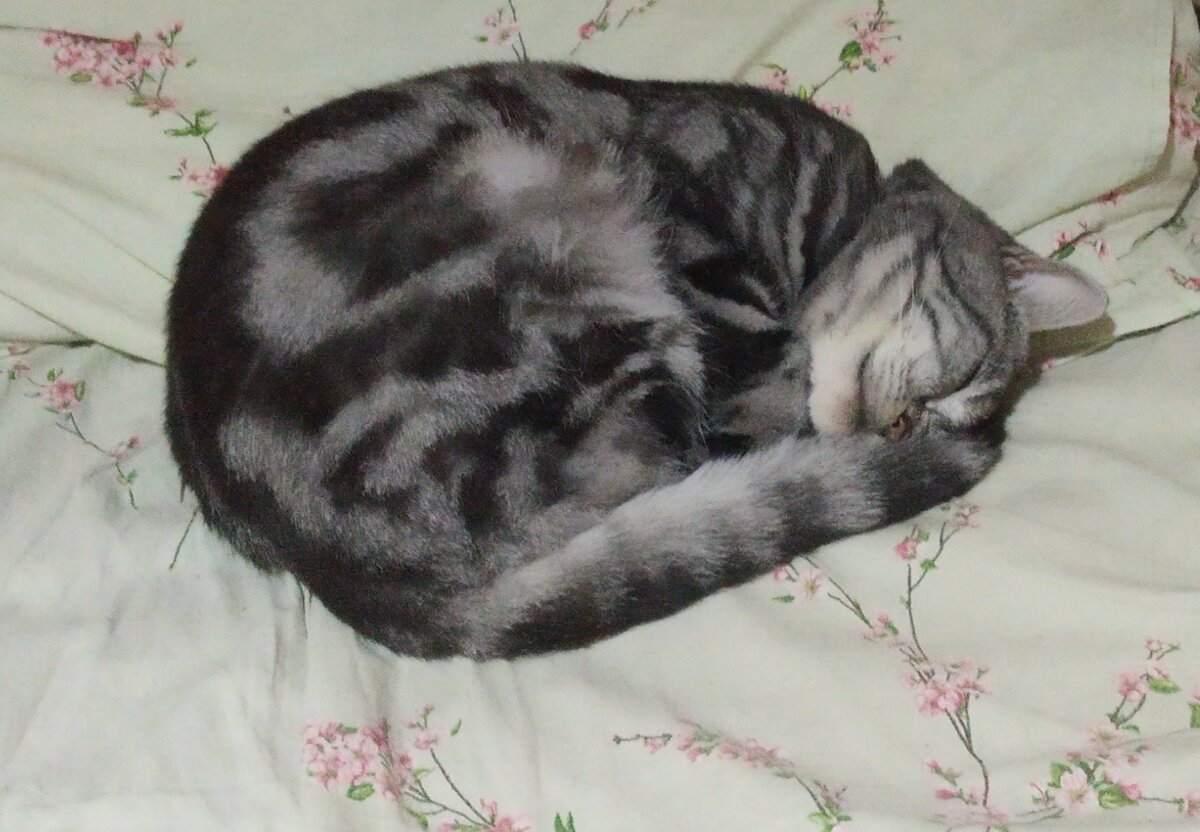 Мой МурМурыч. Фото автора