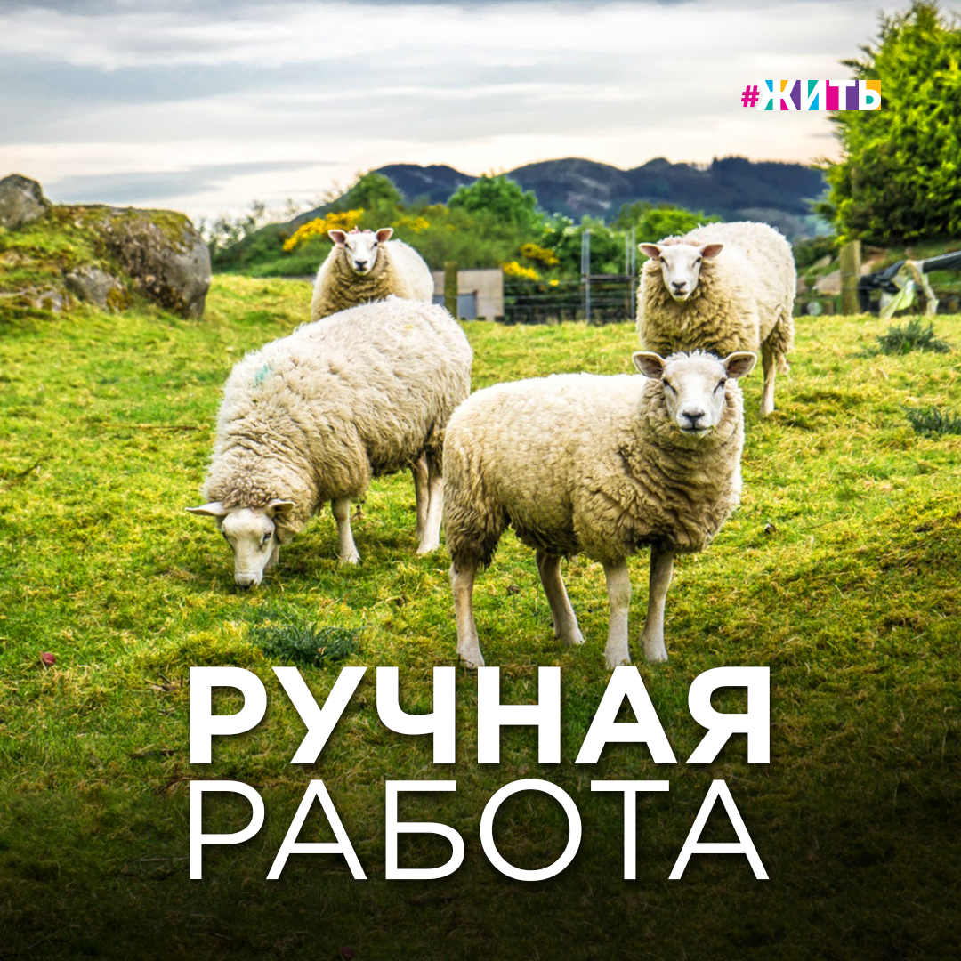 Ручная работа

Вы когда-нибудь задумывались о том, откуда берется вязаная шерстяная одежда?

Все начинается с овечьей пряжи, из которой впоследствии и получаются новые свитера, шапки и пледы. Но не все так просто🙌🏻 

✂️Стрижка
Сначала овец стригут специальными машинками. При этом нельзя повреждать руно – шерстяной покров, состриженный одним пластом у одного животного. После того, как установили качество волокна по длине вооса, цвету и другим параметрам, его сворачивают и упаковывают в тюки плотными слоями и отправляют на фабрику.

📝Сортировка
Здесь его очищают от ненужного мусора и сортируют по составу. 

🛁Стирка
После сортировки шерсть погружают в большие ванны с мыльно - содовым раствором. Там материал отмачивают при температуре 52°С. После этого шерсть подается в сушильный аппарат. А потом уже отправляется на следующей этап.

🖍Покраска шерсти
Более двухсот килограммов шерсти загружают в огромную стальную ёмкость. Там гидравлический пресс заливает водой и сжимает шерсть с огромной силой. Затем кран поднимает эту огромную корзину с мокрой, сжатой шерстью и медленно погружает её в красильный чан.

Компьютер выпускает в чан с шерстью краску необходимого цвета. Через 3-4 часа вода вымывает лишнее. Шерсть полностью окрасилась. Теперь ее отправляют в гигантскую микроволновку.

🎀Образование первых нитей
Из микроволновой печи шерсть попадает в смесительную камеру. После этого волокна выкладывают на кардочесальную машину. На выходе получается гладкое ровное полотно, похожее на тонкий слой ваты или паутину.

💈Пряжа
Дальше все наматывается на большие катушки. С бобин проходит через прядильный станок. На нём нить скручивается. Так получается уже прочная нить, которую называю пряжей. Теперь пряжу сматывают в пасму или клубки и украшают этикеткой. 

В этом году, например, только в Ставропольском крае ушло 443 тонны шерсти на экспорт! И наша российская шерсть разошлась по миру: в Уругвай, Китай, Индию, Белоруссию и Германию☝🏻

Понравилась история? Теперь и вы знаете, как получаются шапки и свитера! 🙌🏻

#жить #проектжить #пряжа #текстиль #процесс #интересно