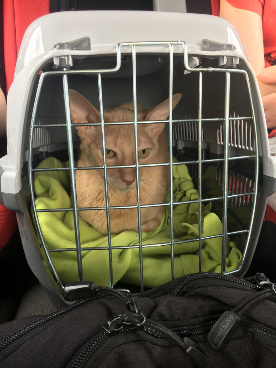 Фото автора. Даже кот озабочен, прорвёмся или развернут обратно в Москву? )))