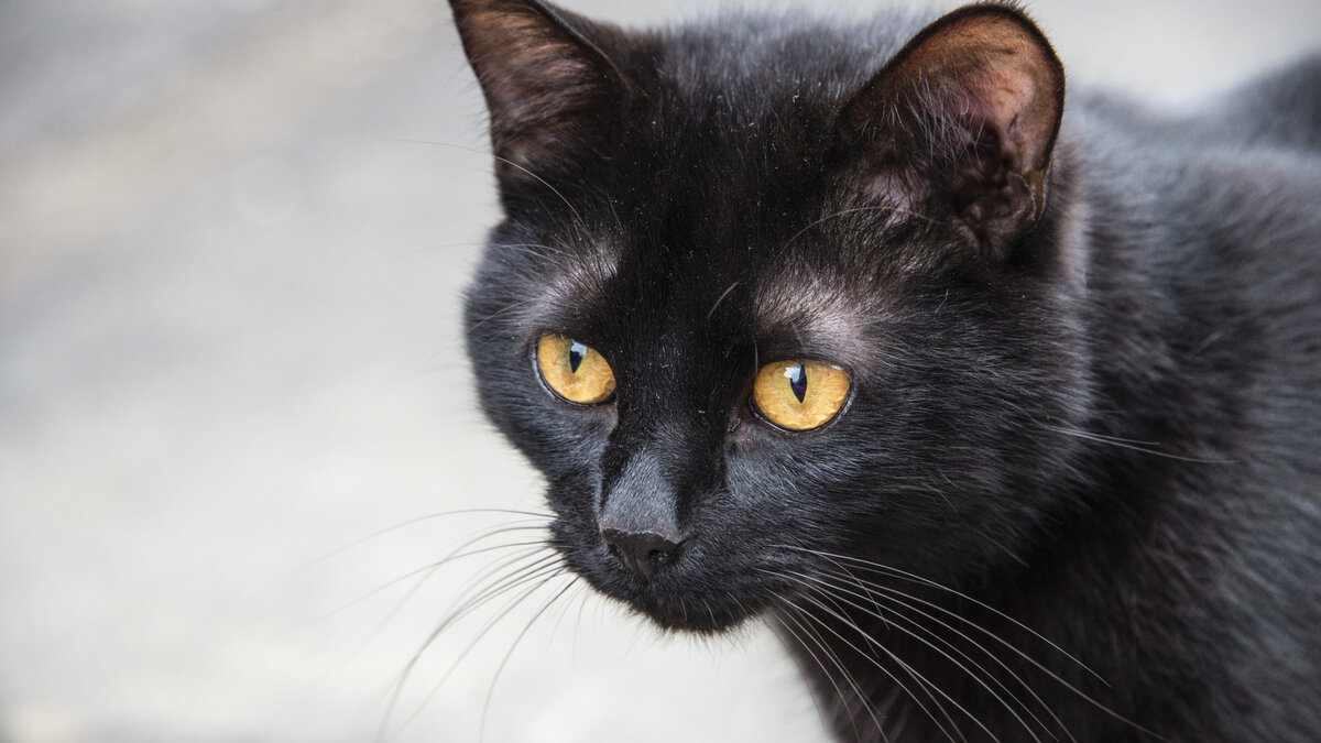 Яндекс картинки free-wallpapers.su