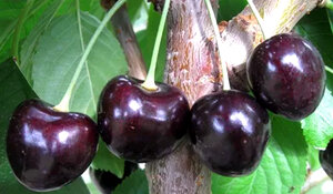 Прекрасными вкусовыми качествами обладает черешня. При правильном уходе она порадует полезными плодами, в которых присутствует масса витаминов. Сладкие и спелые ягоды черешни Черный принц славятся своими превосходными вкусовыми качествами и ранним сроком созревания.