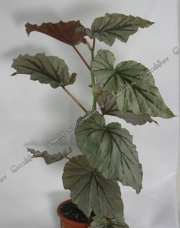 Бегония Looking Glass