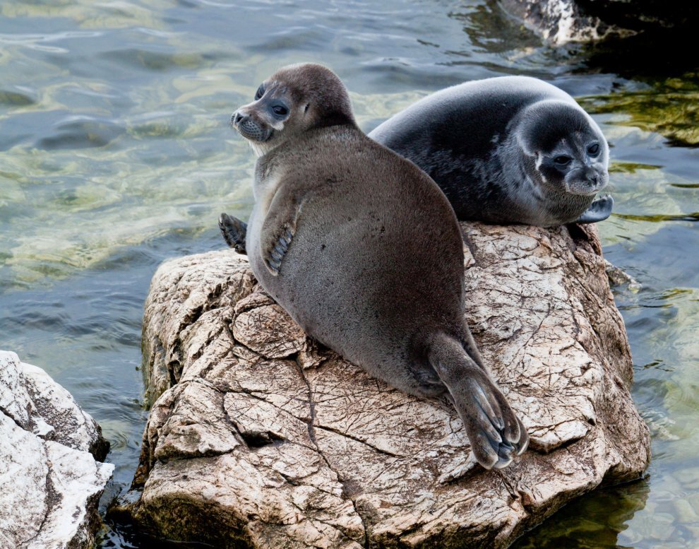/Байка́льская не́рпа, или байкальский тюлень[3] (лат. Pusa sibirica) — один из трёх пресноводных видов тюленя в мире, эндемик озера Байкал, реликт третичной фауны./