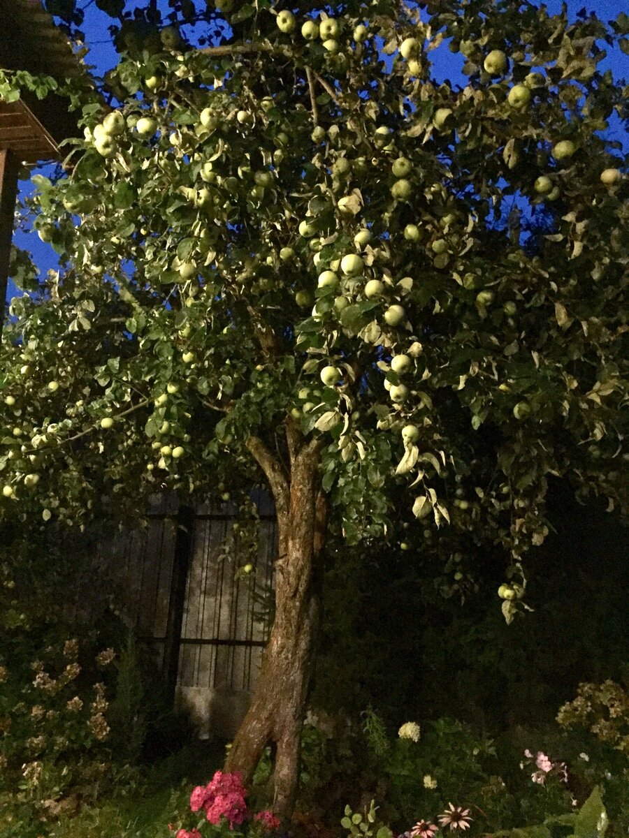 Это антоновка