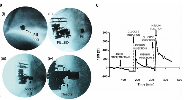 B. Устройство, установленное у свиньи С. Изменения уровня глюкозы в крови во время работы устройстваIacovacci et al / Science Robotics, 2021 