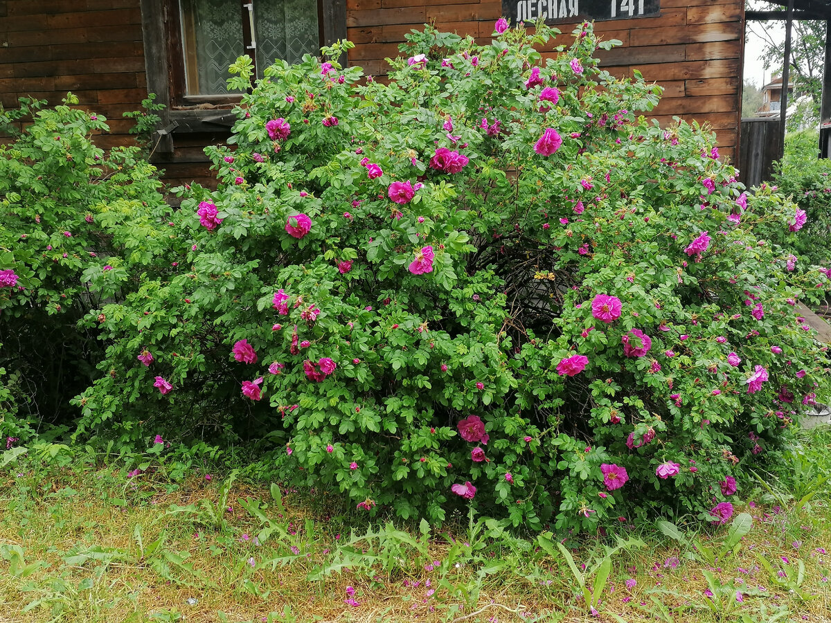 Начало лета. Всё в цвету, кажется, что лето будет бесконечным